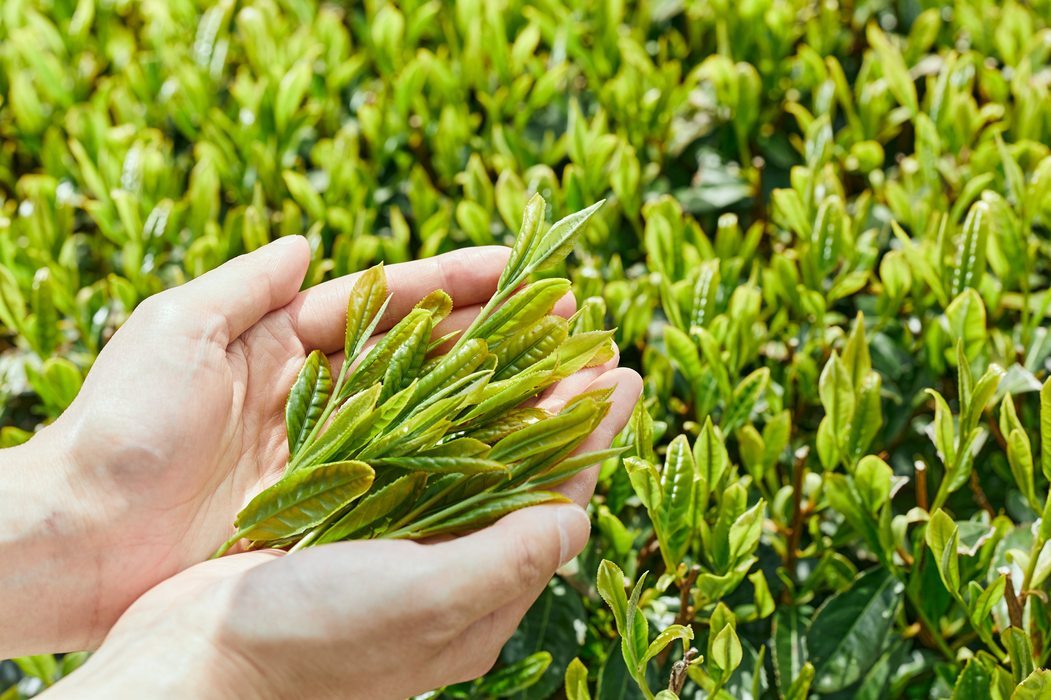 お茶の品質は摘み取り時期と摘む部分で決まる?味の違いを解説
