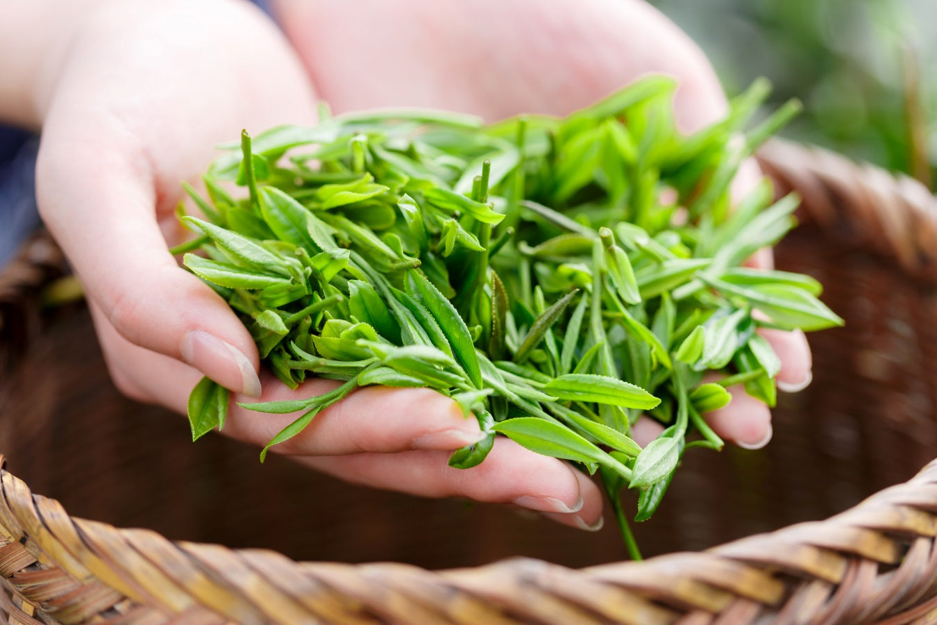 毎日飲みたい! 日本茶の代表格である普通煎茶とは