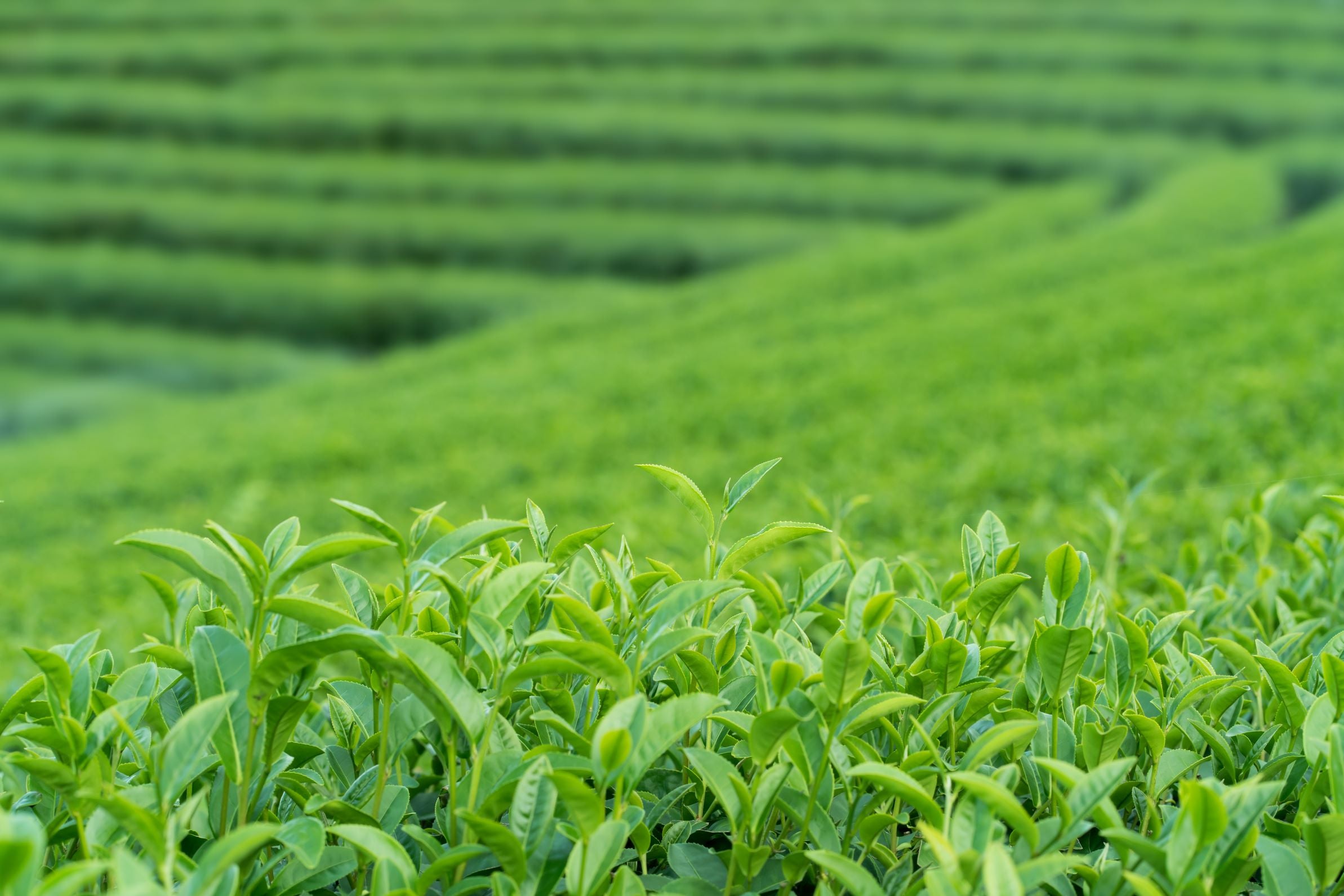 お茶好き必見!日本茶の主要産地・銘柄一覧を徹底解説