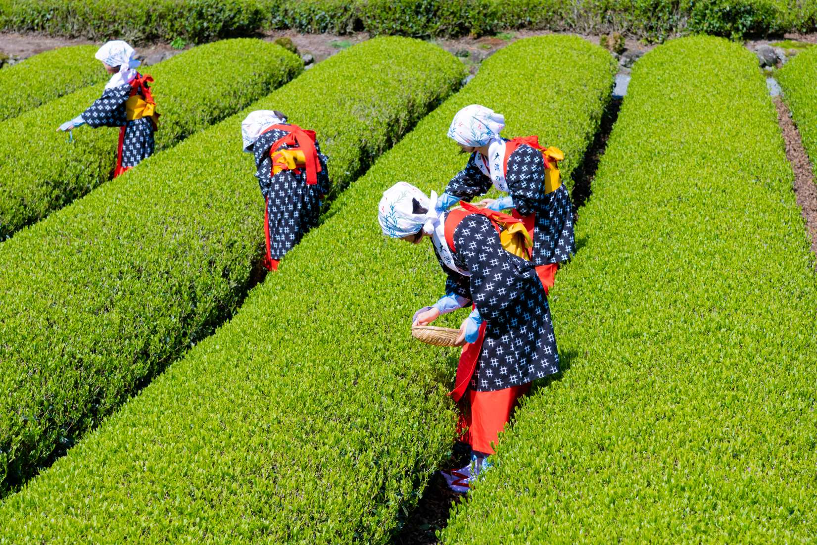茶葉の品質を決めるのは摘採時期?美味しいお茶の秘密