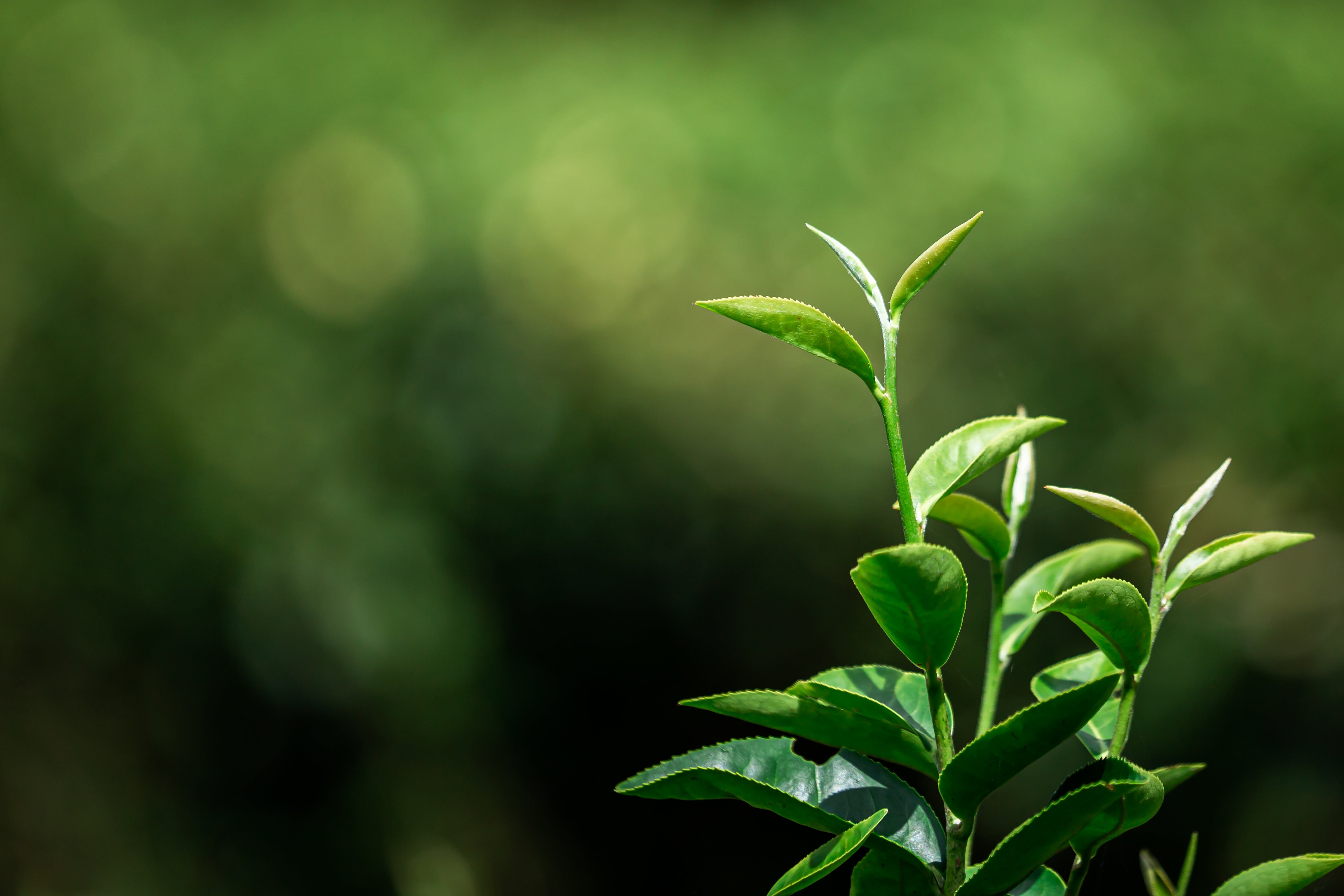 発酵が作る味の違い!お茶の種類を徹底解説