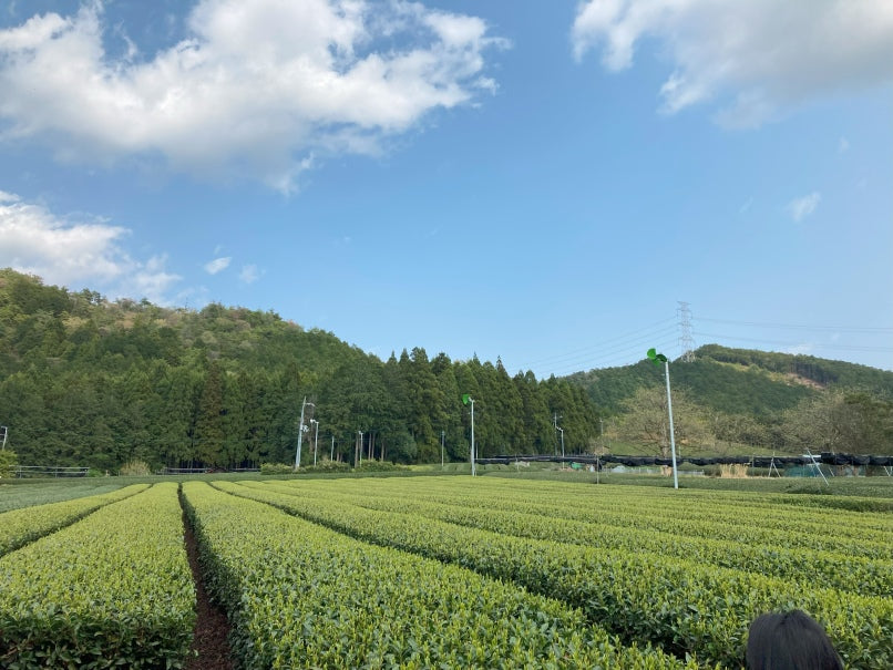 宇治、お茶の産地を訪ねて ━ 緑の絨毯!宗円の息吹と極上茶園