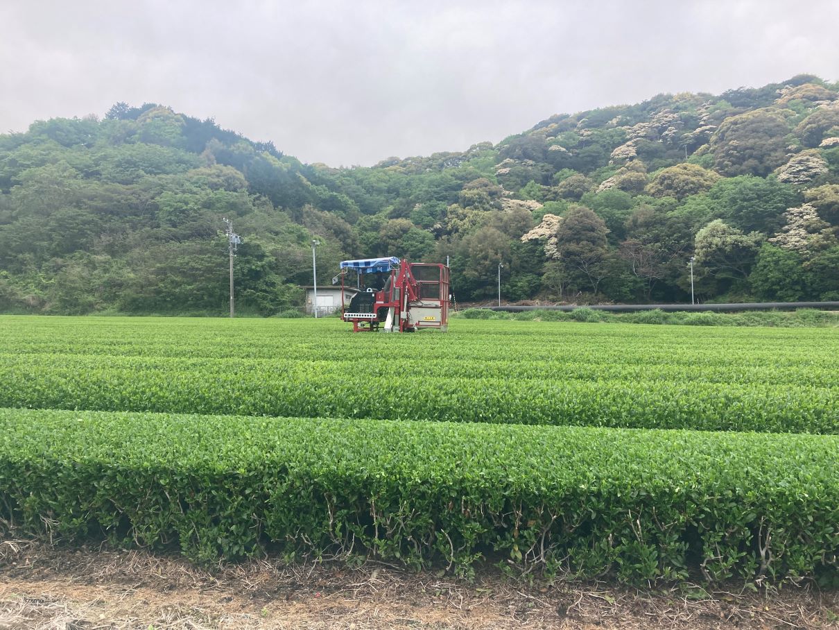静岡、お茶の産地を訪ねて ━ 萌え立つ新緑、熟練の技 - 静岡茶摘み密着ルポ
