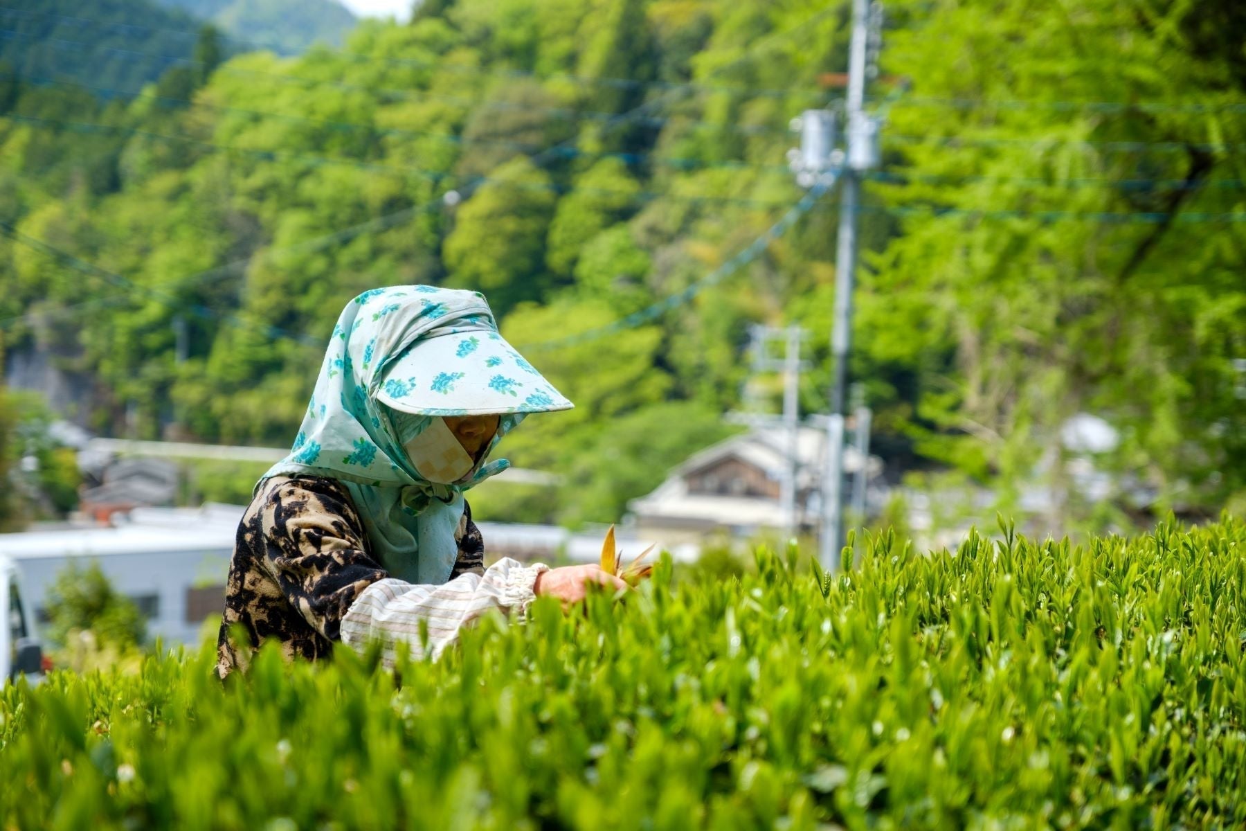八十八夜とは？新茶の時期や由来、飲むと縁起が良い理由を解説