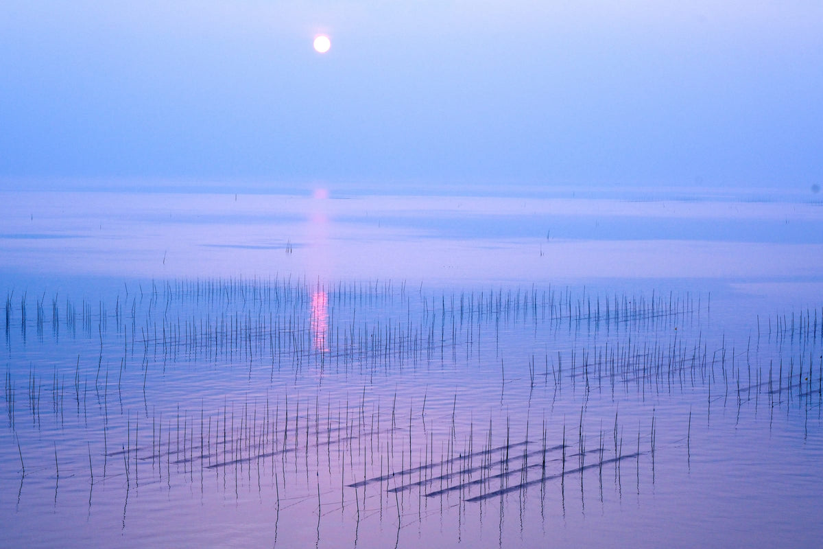 有明海の朝